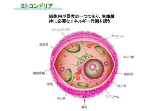 ミトコンドリア1